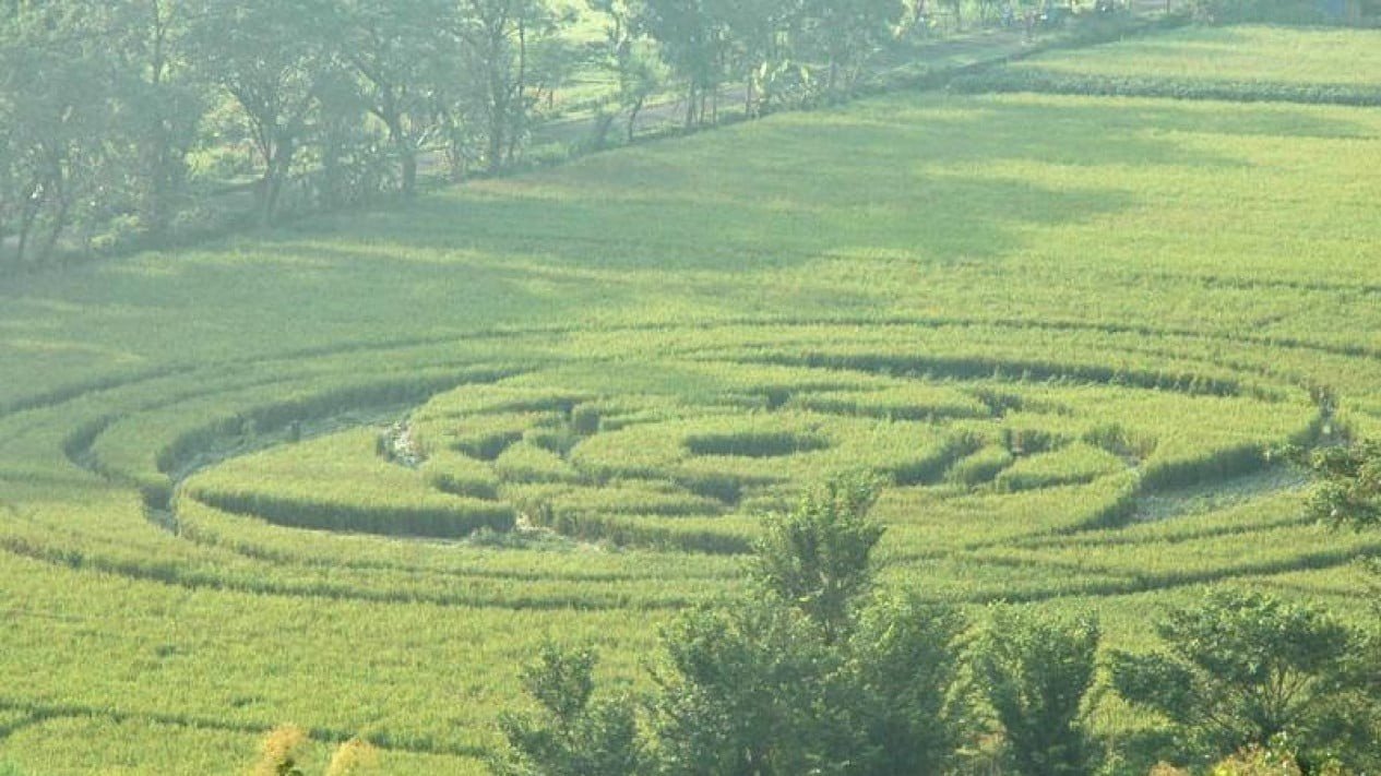 14 Tahun Misteri Crop Circle Sleman: Jejak Geometris yang Mengguncang Publik. Gambar : 