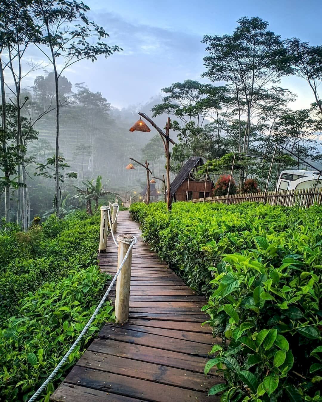 Kebun Teh Nglinggo: Spot Hijau Tersembunyi di Jogja yang Bikin Adem Pikiran. Gambar : ig @rimbono_homestay