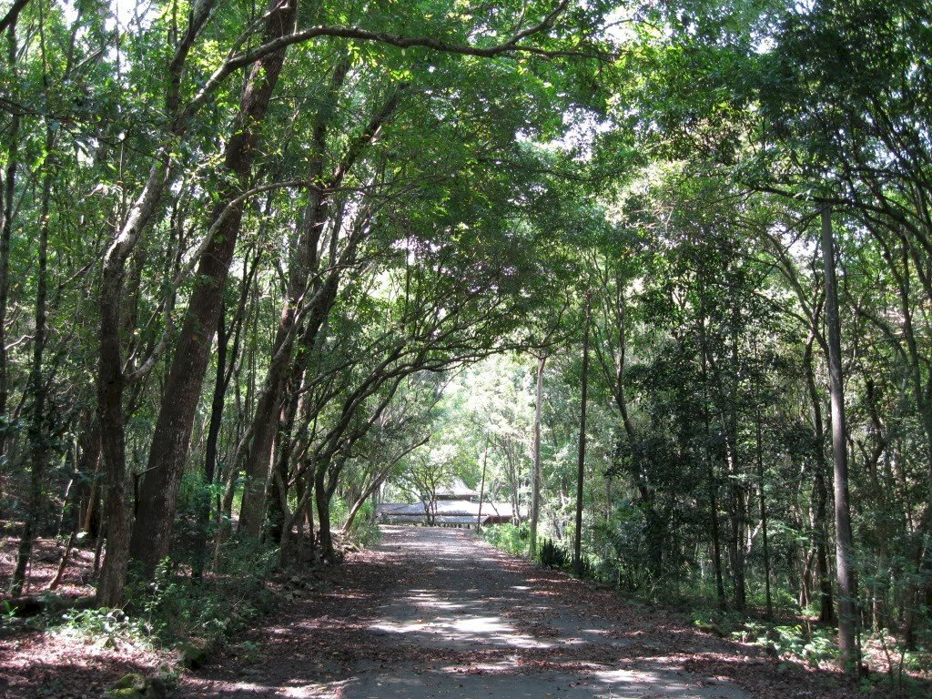 Misteri Driver Ojek Online Tersesat di Hutan Jati Gunungkidul, Ada Suara Rintihan Hingga Tak Sadarkan Diri. Gambar : ilustrasi