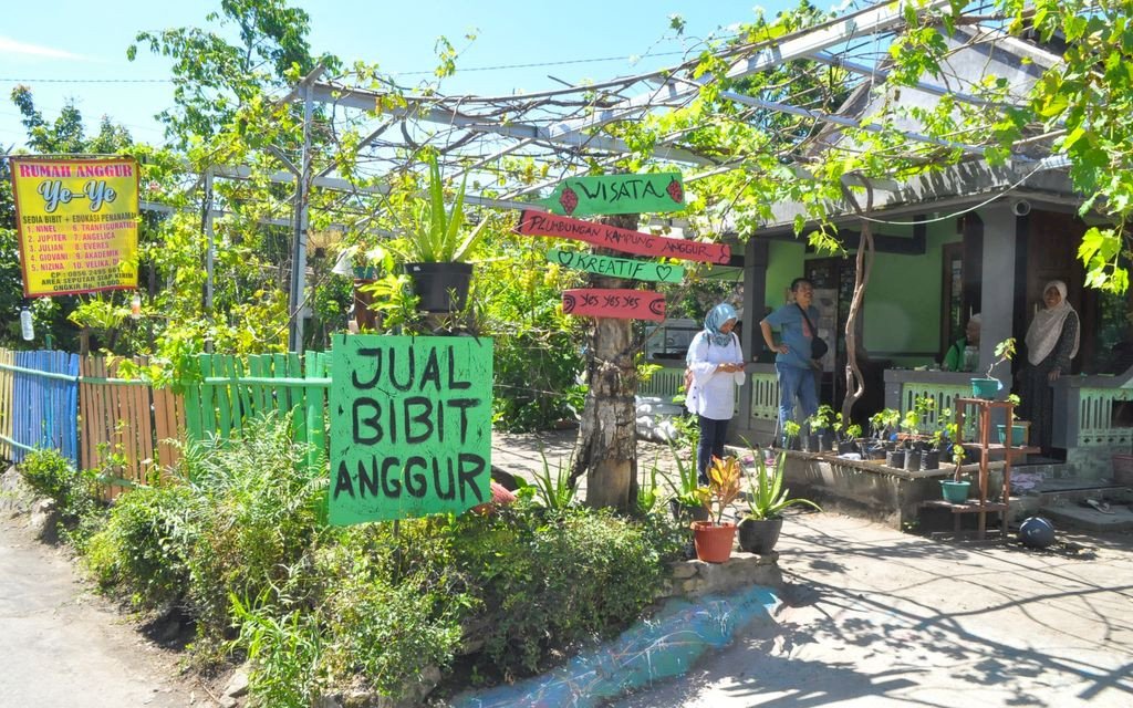 Kampung Anggur: Desa Wisata Baru dengan Keindahan Buah Anggur di Selatan Jogja, dijogja.co. Kampung Anggur: Desa Wisata Baru dengan Keindahan Buah Anggur di Selatan Jogja.