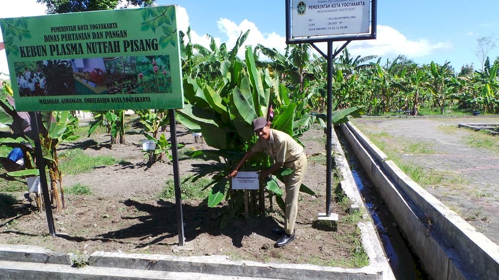 Kebun Plasma Nutfah Pisang Yogyakarta: Pusat Pelestarian dan Pengembangan Varietas Pisang Terlengkap di Indonesia, dijogja.co. Kebun Plasma Nutfah Pisang Yogyakarta: Pusat Pelestarian dan Pengembangan Varietas Pisang Terlengkap di Indonesia.