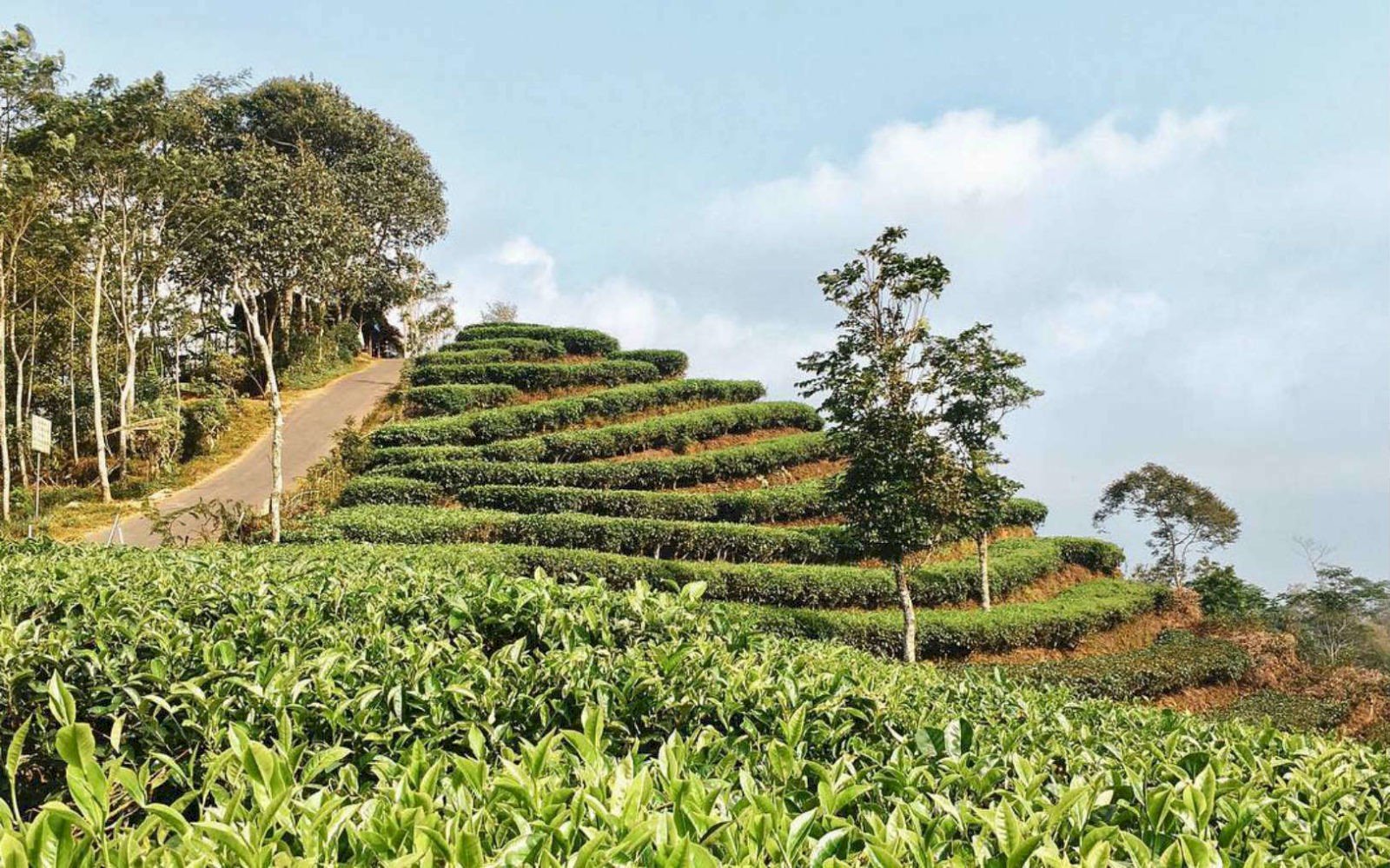 Keindahan Alam dan Petualangan di Kebun Teh Nglinggo: Surganya Agrowisata di Perbukitan Menoreh, Yogyakarta, dijogja.co. Keindahan Alam dan Petualangan di Kebun Teh Nglinggo: Surganya Agrowisata di Perbukitan Menoreh, Yogyakarta.