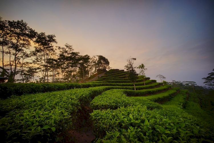 Menikmati Keindahan Kebun Teh Tritis di Kulon Progo, dijogja.co. Menikmati Keindahan Kebun Teh Tritis di Kulon Progo.