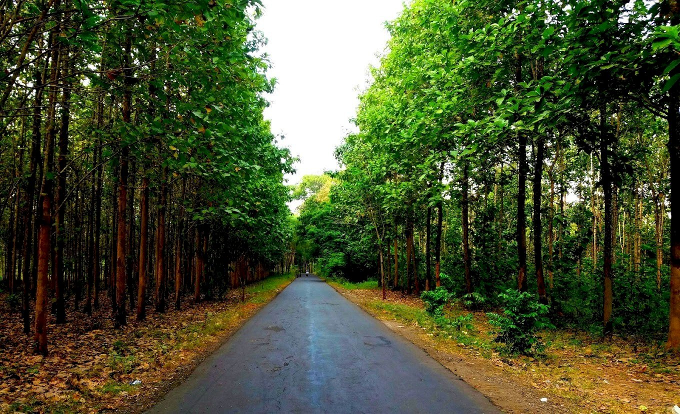 Replika Musim Gugur ala Korea Selatan di Hutan Jati Banyusoco, Yogyakarta, dijogja.co. Replika Musim Gugur ala Korea Selatan di Hutan Jati Banyusoco, Yogyakarta.