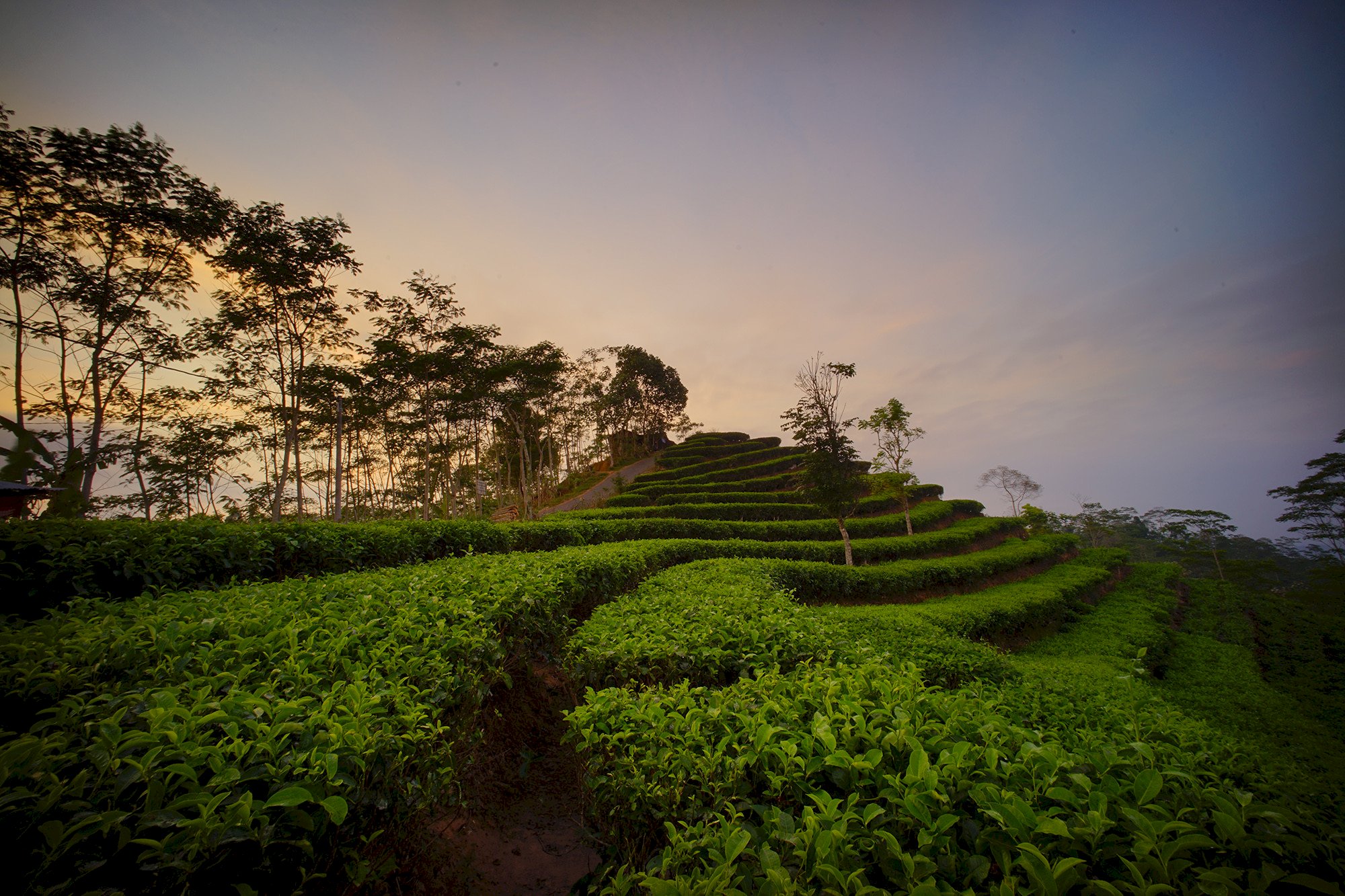 Terpesona di Desa Wisata Nglinggo: Merasakan Kehidupan Pedesaan Jawa yang Autentik, dijogja.co. Terpesona di Desa Wisata Nglinggo: Merasakan Kehidupan Pedesaan Jawa yang Autentik.